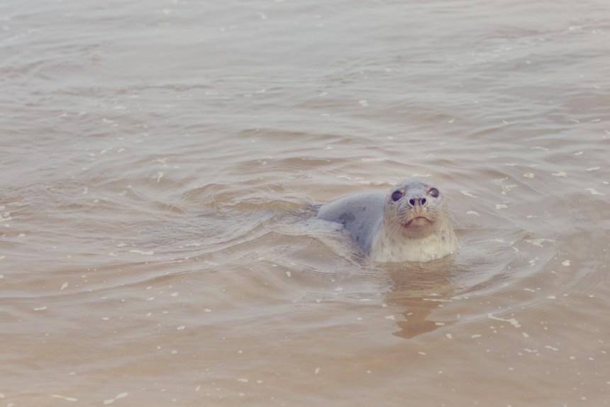 Next_the_See_12-copy