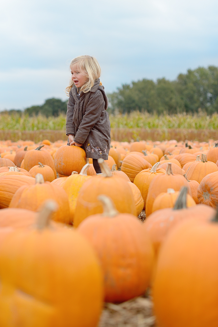 pumpkin-patch_02-copy