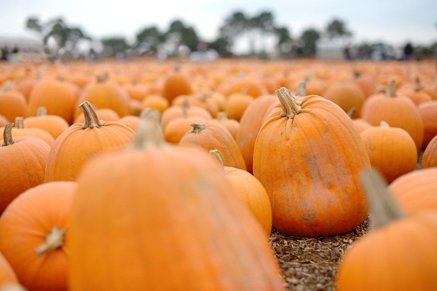 pumpkin-patch_08-copy