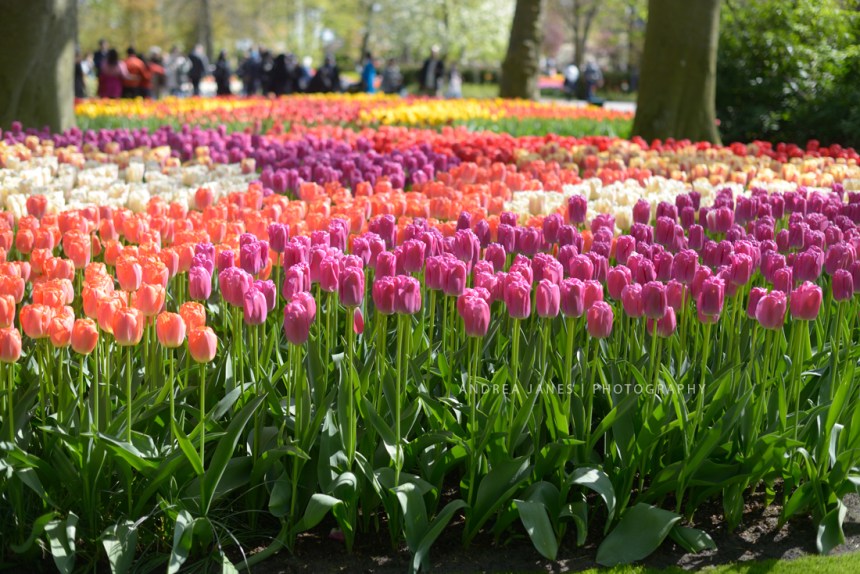 Keukenhof_22-copy