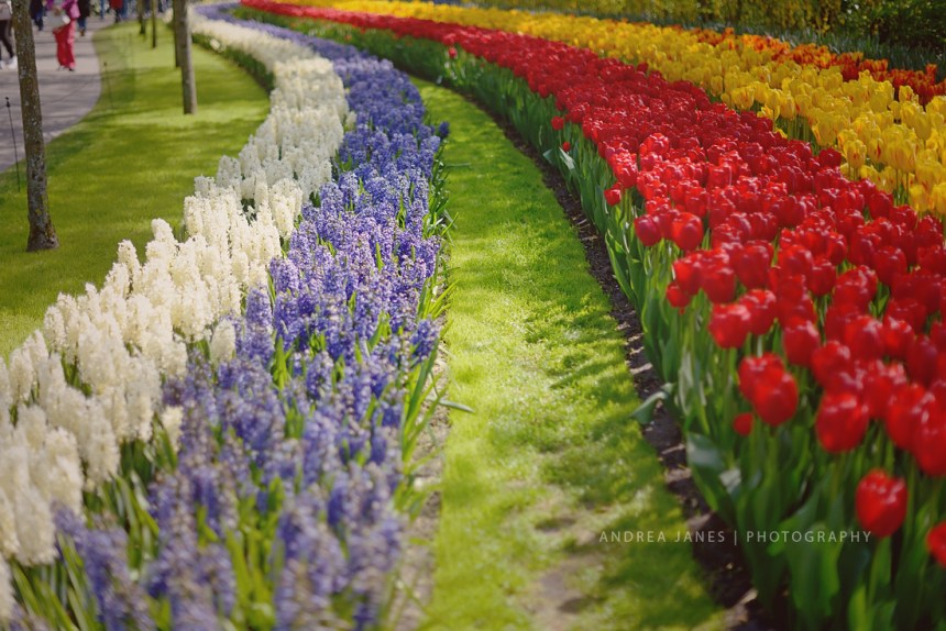 Keukenhof_36-copy