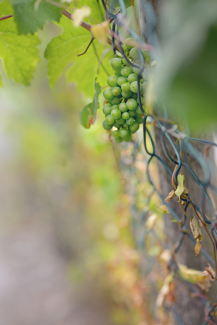 Hochwald_fence_01-copy