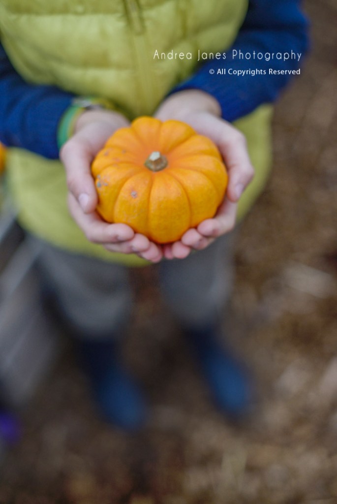 Autumn Photo Session Pumpkin